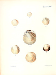 Illustration of shells.