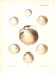 Illustration of shells.