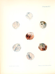 Illustration of shells.