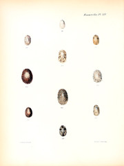 Illustration of shells.