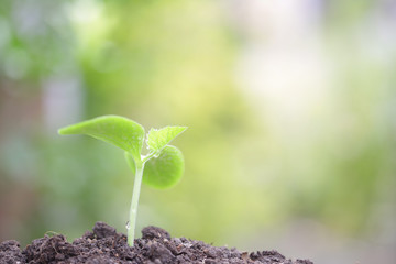 Small growing tree in the morning light