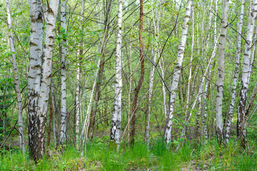 birch tree in countryside