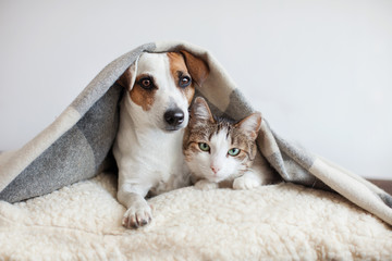 Hond en kat samen