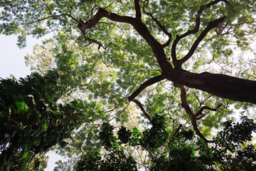 Big tree in the garden
