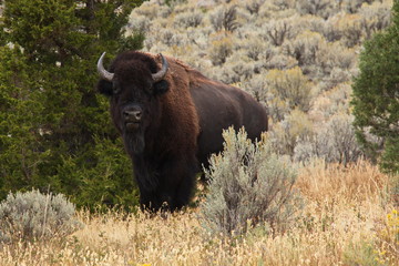 Bison on Lava Creek Trail at Mammoth Hot Springs in Yellowstone National Park in Wyoming in the USA
