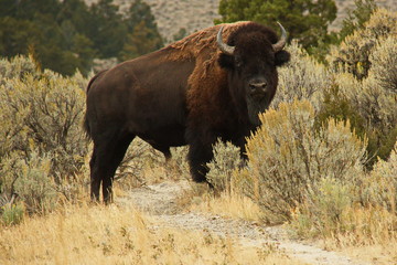 Bison on Lava Creek Trail at Mammoth Hot Springs in Yellowstone National Park in Wyoming in the USA
