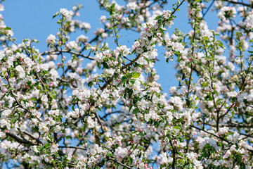 flowering apple tree in spring