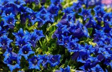 Trumpet gentiana blue flower in spring garden