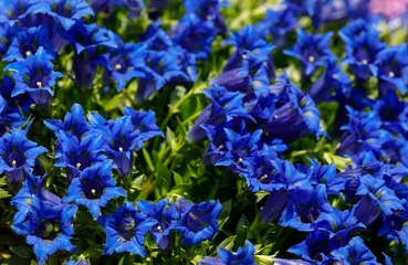 Fotobehang Trumpet gentiana blue flower in spring garden © ArtushFoto