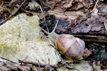 Garden snail (Helix aspersa)