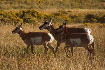 Pronghorns in Yellowstone National Park in Wyoming in the USA
