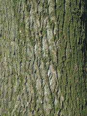 カロリナポプラの樹皮