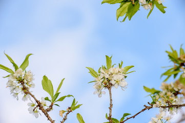 plum tree blossom wtih blue sky and white cloud