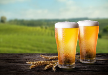 Cold beer with wheat on wooden table. Glasses of light beer with barley and the plantations...