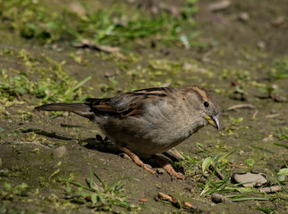 Spatz Sperling Feldsperling Hausssperling