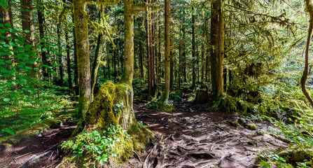 hiking trail with tree roots, in a dense subtropical forest with trees