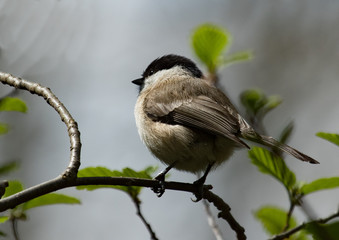 Obraz premium Sumpfmeise oder Weidenmeise