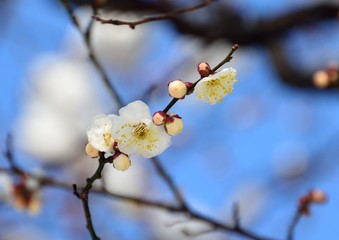 降雪の後の白い梅の花