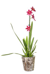 orchid american akita