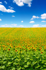 Fototapeta premium Photo of sunflower field with sky and clouds at summer