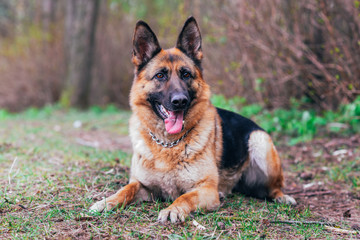 German shepherd lying on the ground in the forest