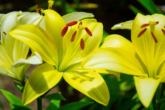 Photo of yellow lily on green leaves background in garden