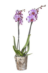 Naklejka na ściany i meble orchid american akita