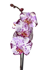 orchid american akita