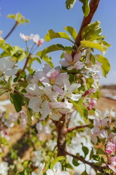 Beautiful pink apple tree blossom, springtime in kibbutz orchard Negev desert, Israel in February