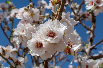Almonds tree blossom, springtime in orchard, nature background with blue sky