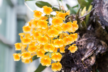 Orchid flower in garden at winter or spring day for postcard beauty and agriculture idea concept...