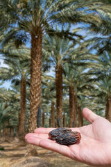 Plantation of Phoenix dactylifera, commonly known as date or date palm trees in Arava and Negev...