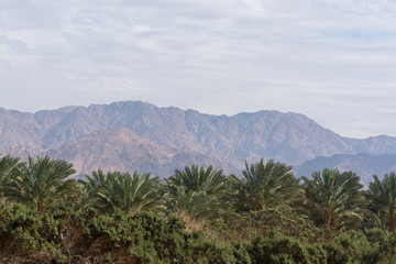 Fototapeta na wymiar Plantation of Phoenix dactylifera, commonly known as date or date palm trees in Arava desert, Israel, cultivation of sweet delicious Medjool date fruits, view on Jordan mountains