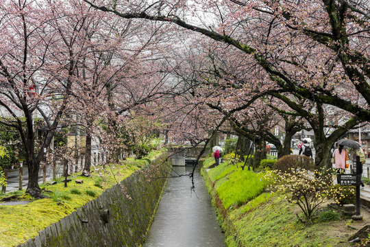 Beautiful sakura cherry blossoms during the hanami in Tetsugaku-no-michi (Philosopher's Walk), Kyoto, Japan