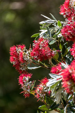 New Zealand Christmas bush Pohutukawa