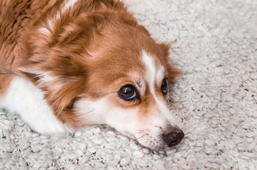 portrait of dog close-up on white plaid. breed corgi, color white-red