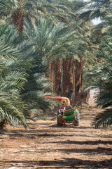 manual pollination of Plantation of Phoenix dactylifera, commonly known as date or date palm...