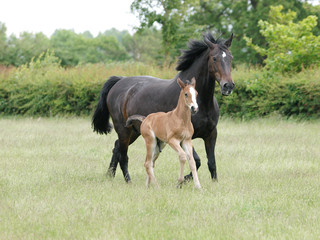 Obraz premium Running Mare and Foal