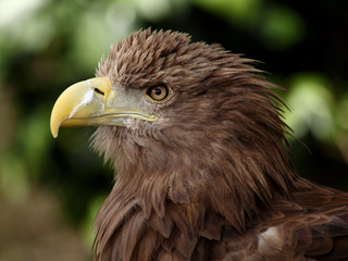 european eagle