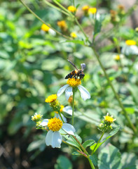 bee and flower in garden