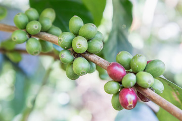 Coffee beans on the branch in coffee plantation farm at Northern mountain.