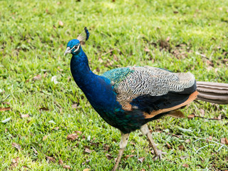 Obraz premium Peacock walking in grass