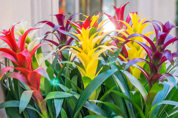colorful blooming bromelia flowers. Floral background