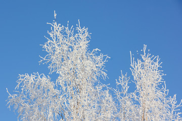 White birch on a blue sky background. Frozen white branches against the background of the winter sky. Gently blue and white.