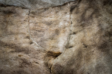 deer skin background