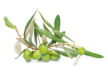 beautiful fresh green twig of olive tree with berries isolated on white background