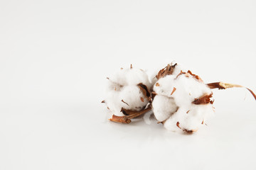Dry blossom cotton