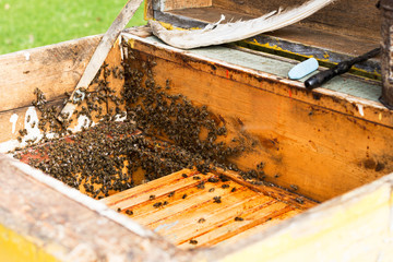 Beekeeper  looks after bees in the garden ,beekeeper prepares remove honey from the beehive; beekeeping, apiculture and halthy lifestyle concept