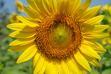 Obraz premium Closeup summer bright beautiful yellow happy sunflower showing pollen pattern and soft petal with blurred field and sky background on sunshine day
