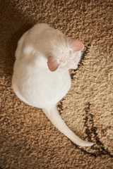 Biały kot siedzący na brązowym dywanie